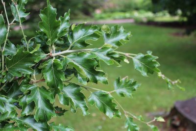 Fagus sylvatica 'Quercifolia' - buk lesní - listy